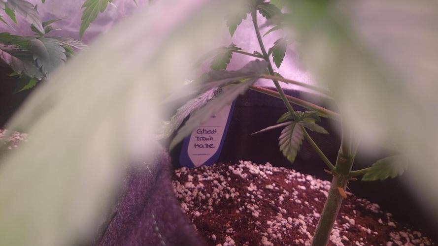 Zamnesia Mixed Grow Project. Week 6