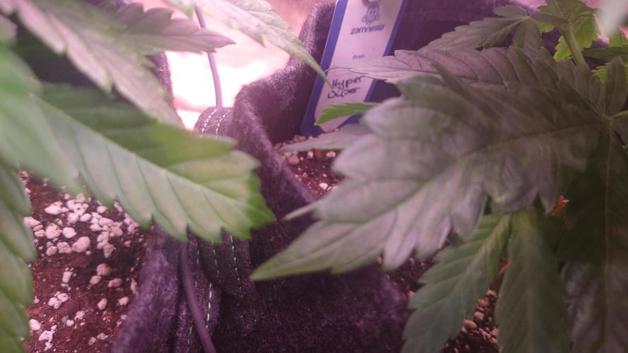 Zamnesia Mixed Grow Project. Week 6