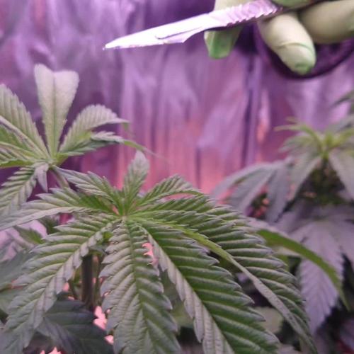 Zamnesia Mixed Grow Project