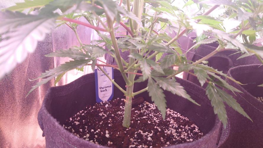 Zamnesia Mixed Grow Project. Week 7