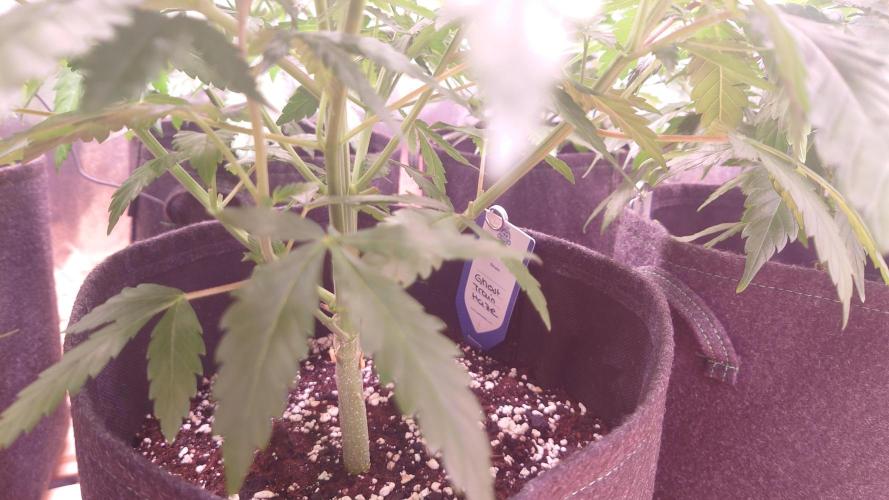 Zamnesia Mixed Grow Project. Week 7
