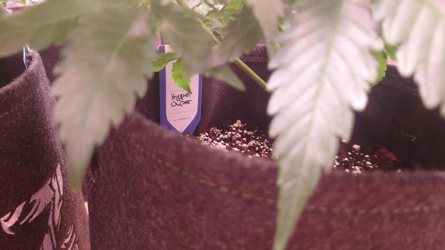 Zamnesia Mixed Grow Project. Week 7