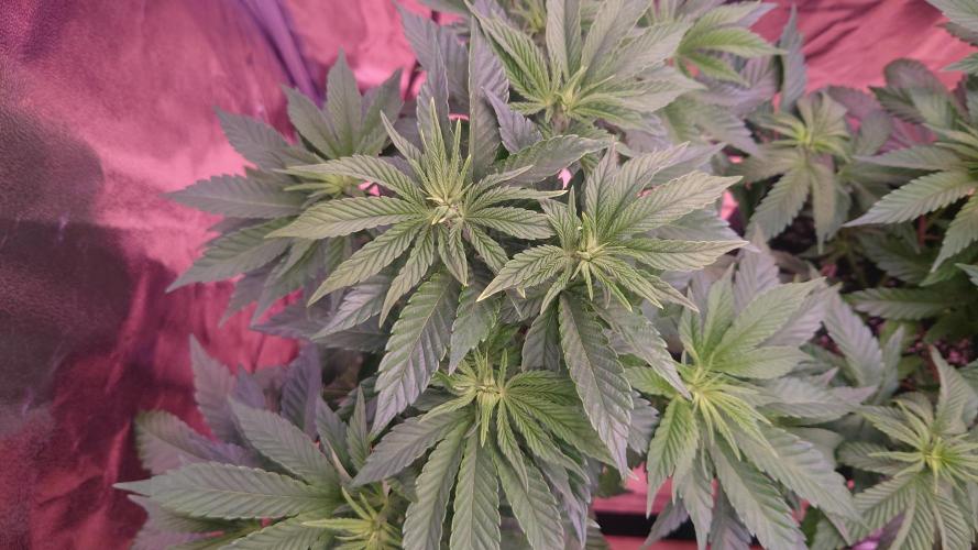 Zamnesia Mixed Grow Project. Week 7 - Panama Red