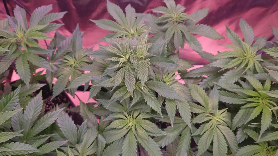 Zamnesia Mixed Grow Project. Week 7 - Ghost Train Haze
