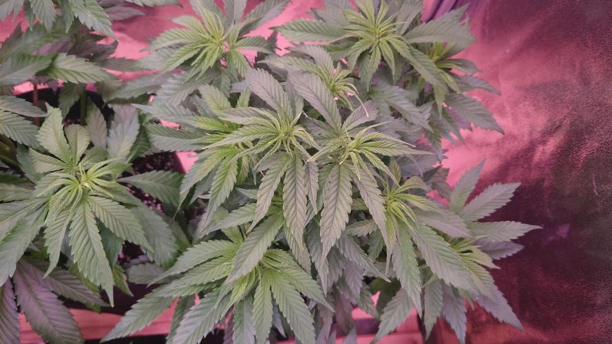 Zamnesia Mixed Grow Project. Week 7 - Hyper Viper 