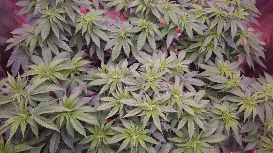 Zamnesia Mixed Grow Project. Week 7 - Green sea 💚