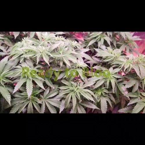 Zamnesia Mixed Grow Project