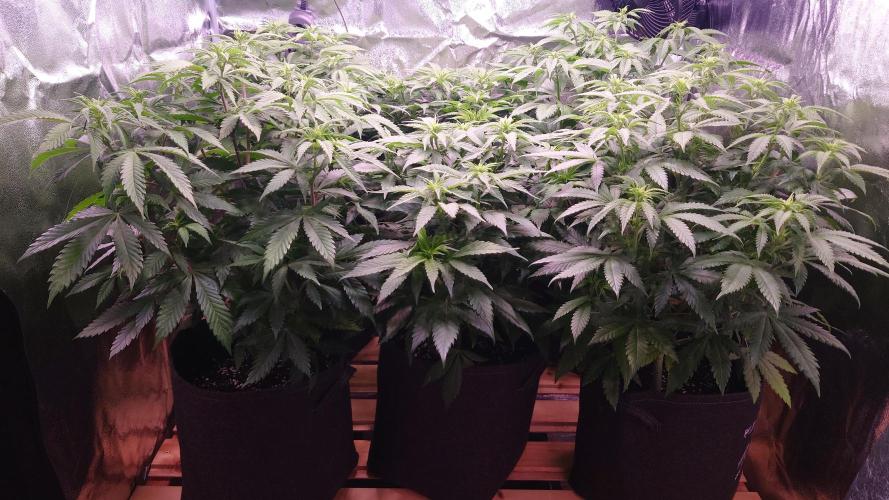 Zamnesia Mixed Grow Project. Week 8