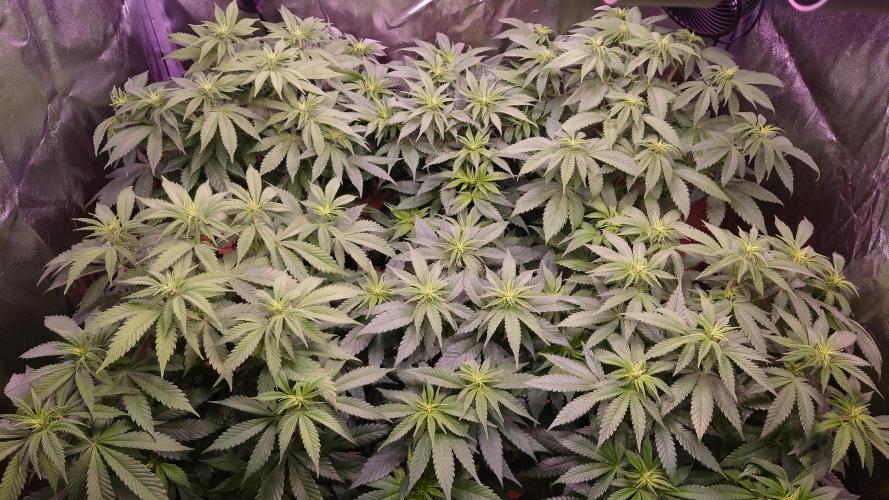 Zamnesia Mixed Grow Project. Week 8