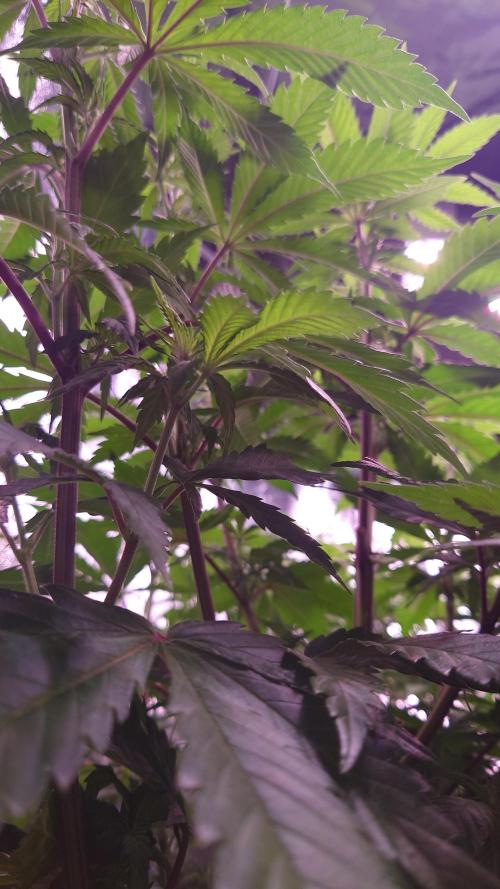 Zamnesia Mixed Grow Project. Week 8