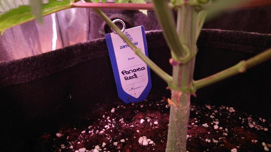 Zamnesia Mixed Grow Project. Week 8