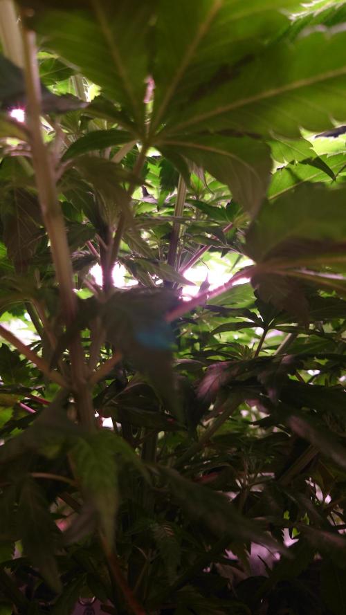 Zamnesia Mixed Grow Project. Week 8