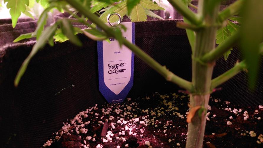 Zamnesia Mixed Grow Project. Week 8