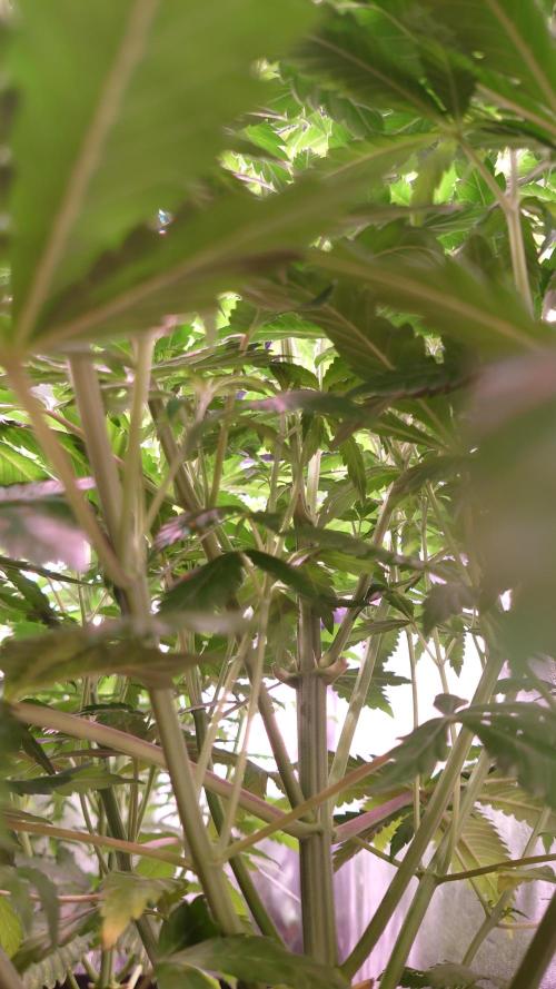 Zamnesia Mixed Grow Project. Week 8