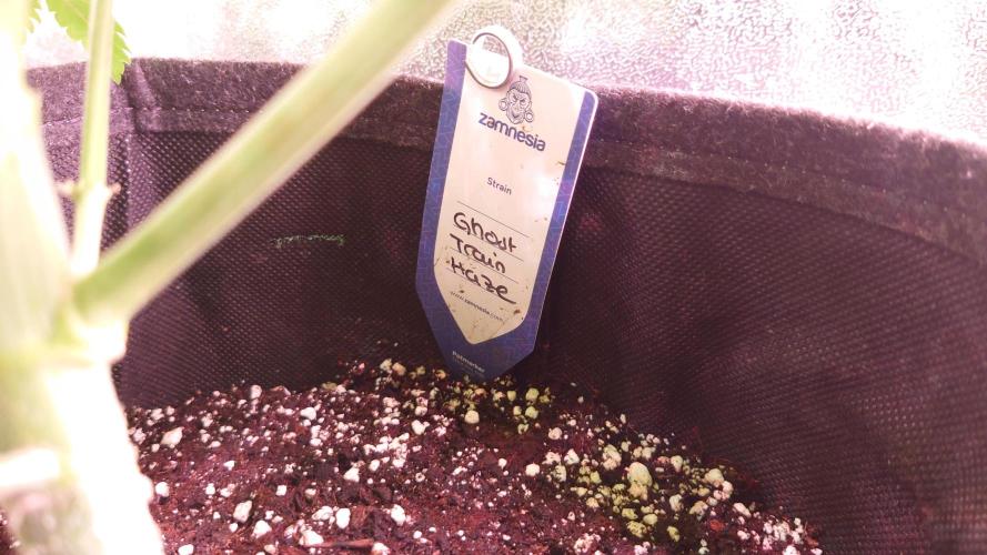 Zamnesia Mixed Grow Project. Week 8
