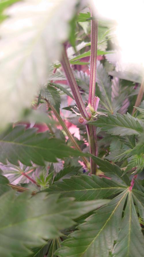 Zamnesia Mixed Grow Project. Week 8