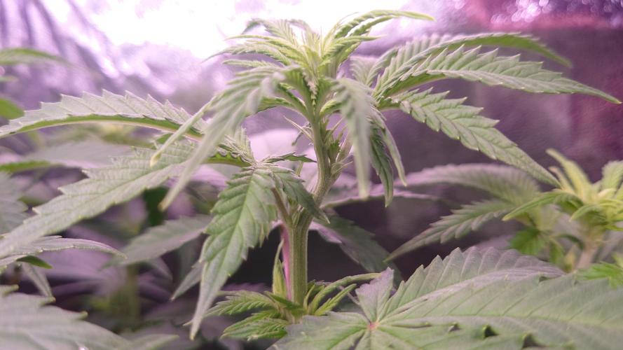 Zamnesia Mixed Grow Project. Week 8