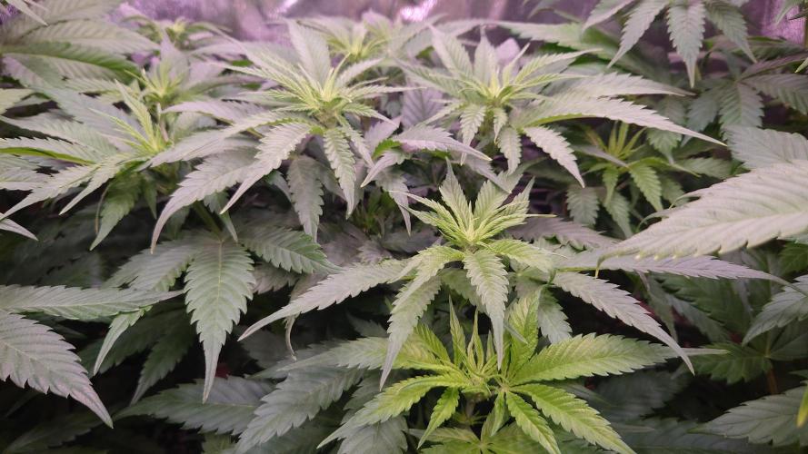 Zamnesia Mixed Grow Project. Week 8