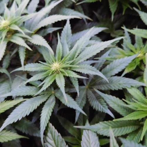 Zamnesia Mixed Grow Project