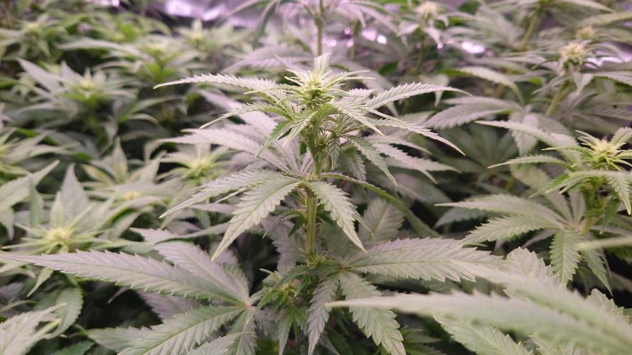 Zamnesia Mixed Grow Project. Week 9