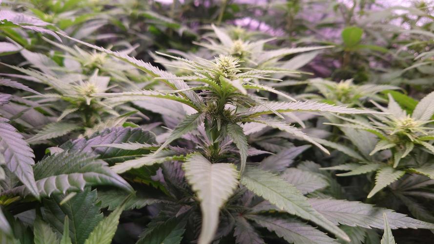 Zamnesia Mixed Grow Project. Week 9