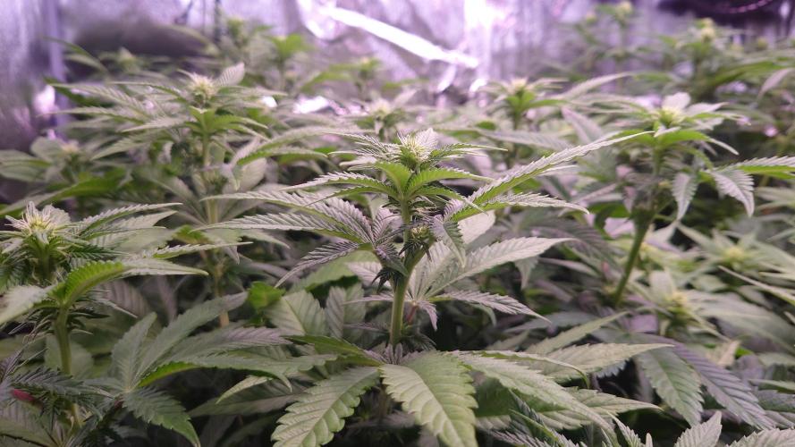 Zamnesia Mixed Grow Project. Week 9