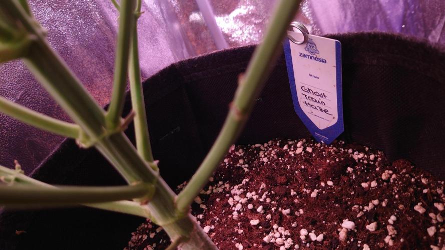 Zamnesia Mixed Grow Project. Week 9