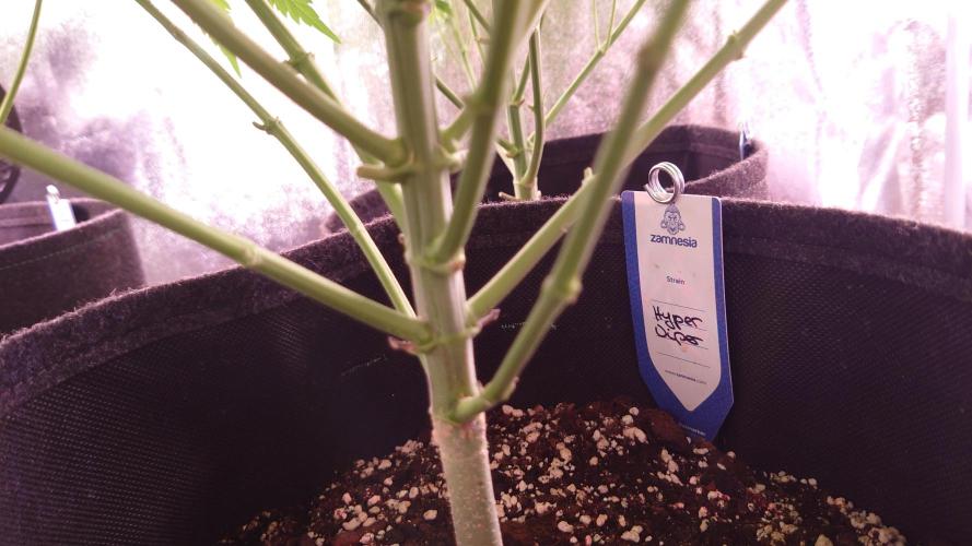 Zamnesia Mixed Grow Project. Week 9