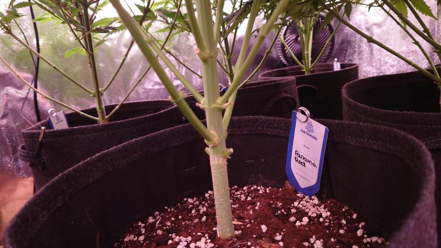 Zamnesia Mixed Grow Project. Week 9