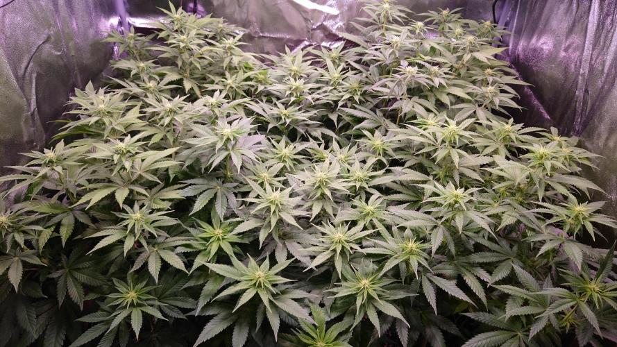Zamnesia Mixed Grow Project. Week 9