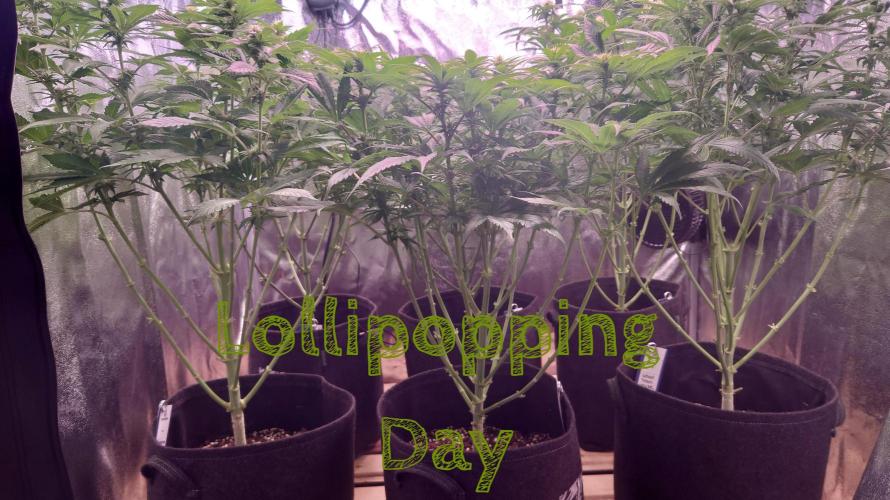 Zamnesia Mixed Grow Project. Week 10