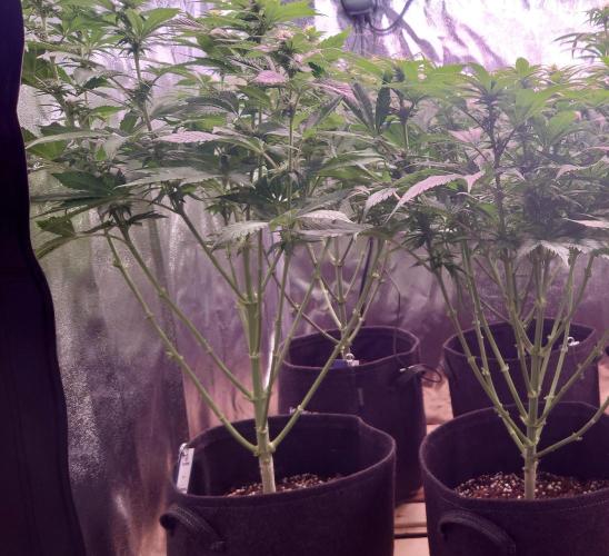 Zamnesia Mixed Grow Project. Week 10