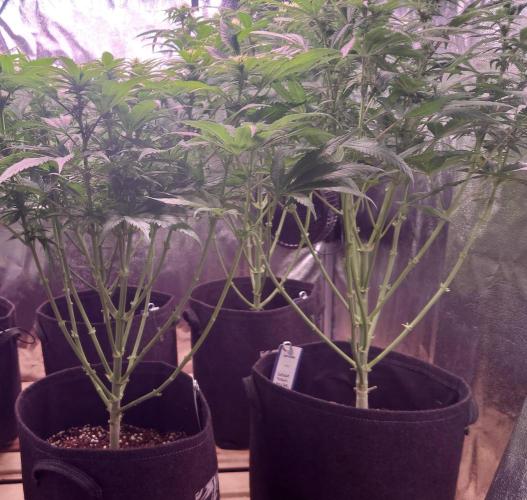Zamnesia Mixed Grow Project. Week 10