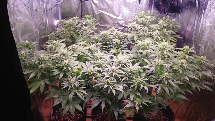 Zamnesia Mixed Grow Project. Week 10