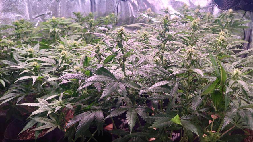 Zamnesia Mixed Grow Project. Week 10