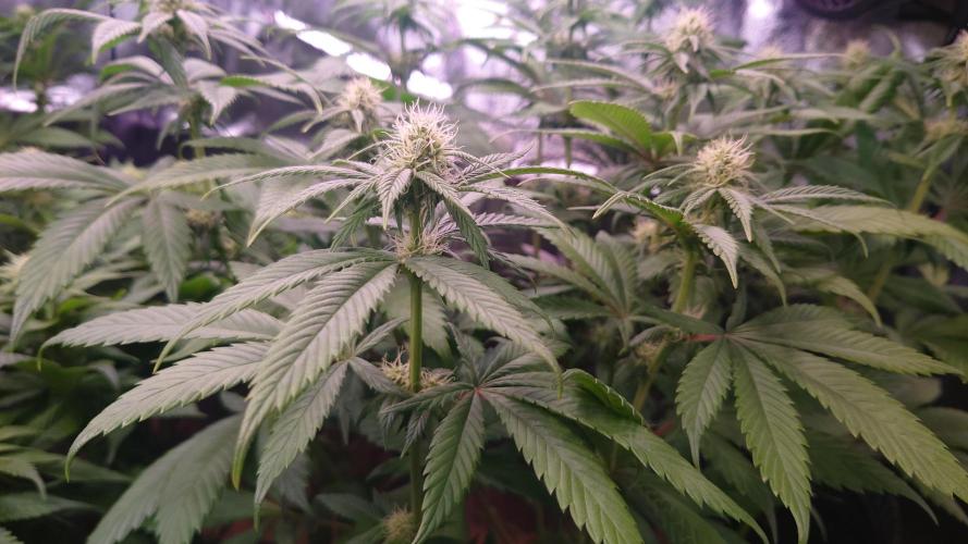 Zamnesia Mixed Grow Project. Week 10
