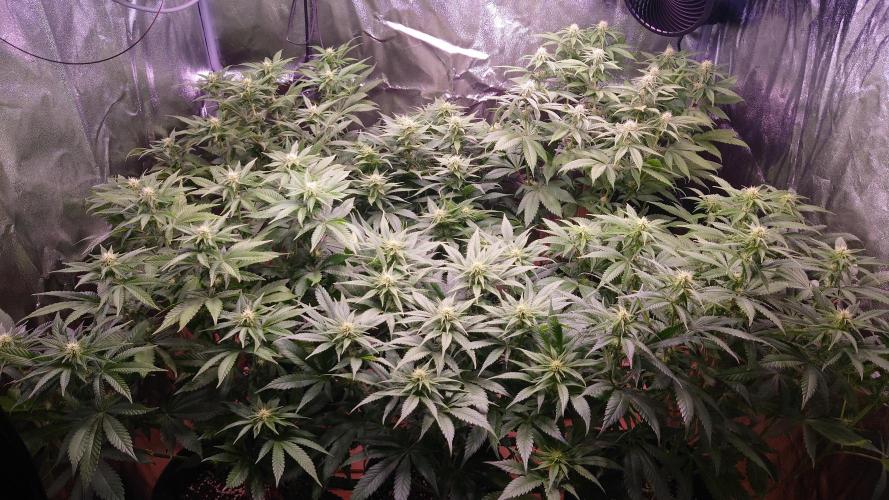 Zamnesia Mixed Grow Project. Week 10