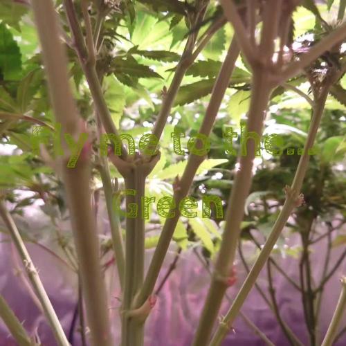 Zamnesia Mixed Grow Project