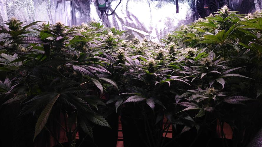 Zamnesia Mixed Grow Project. Week 11