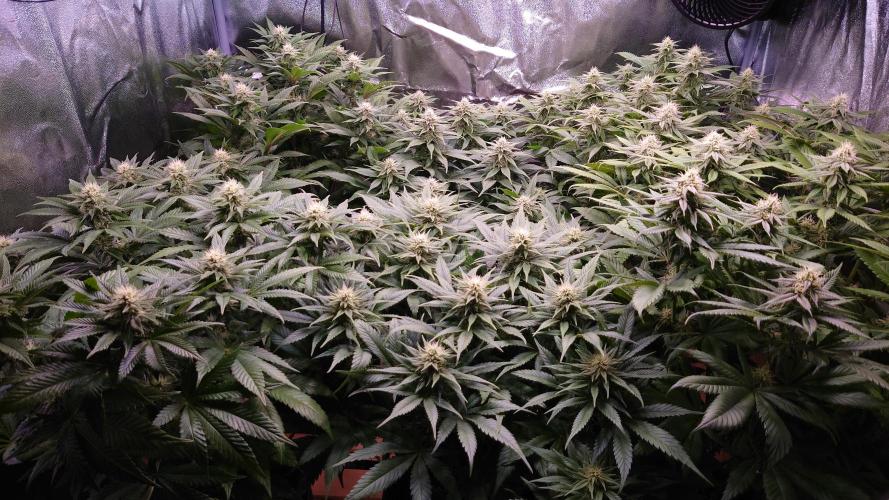 Zamnesia Mixed Grow Project. Week 11