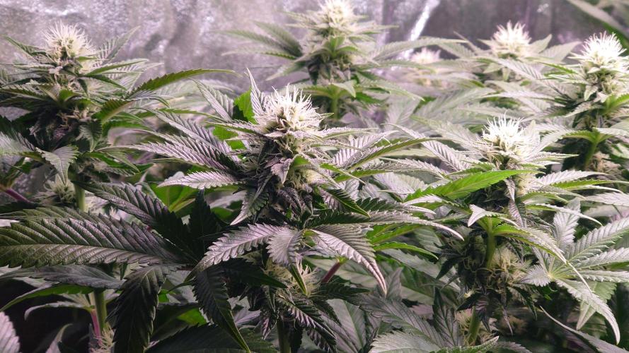 Zamnesia Mixed Grow Project. Week 11