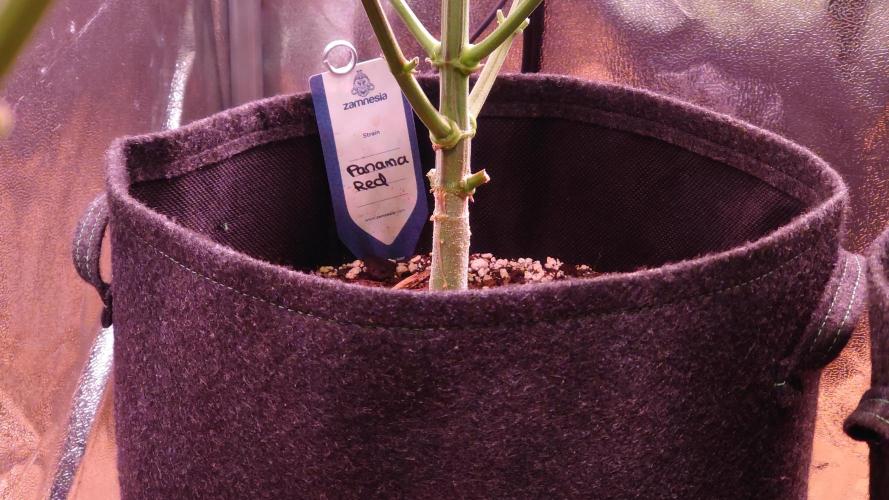 Zamnesia Mixed Grow Project. Week 11