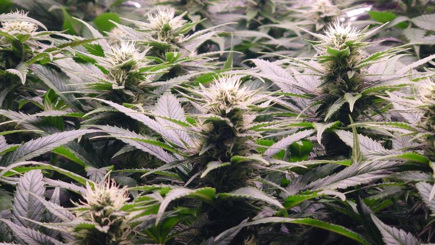 Zamnesia Mixed Grow Project. Week 11