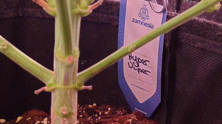 Zamnesia Mixed Grow Project. Week 11