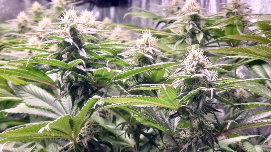 Zamnesia Mixed Grow Project. Week 11