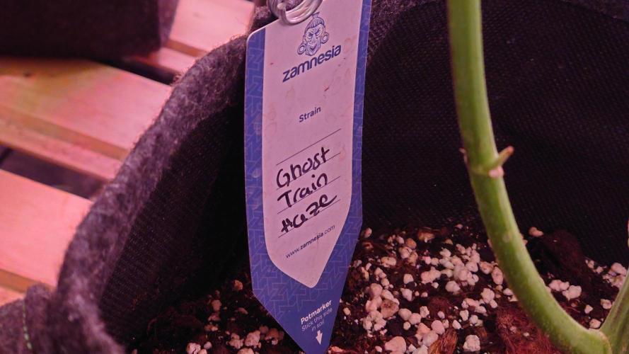 Zamnesia Mixed Grow Project. Week 11