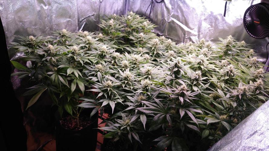 Zamnesia Mixed Grow Project. Week 11