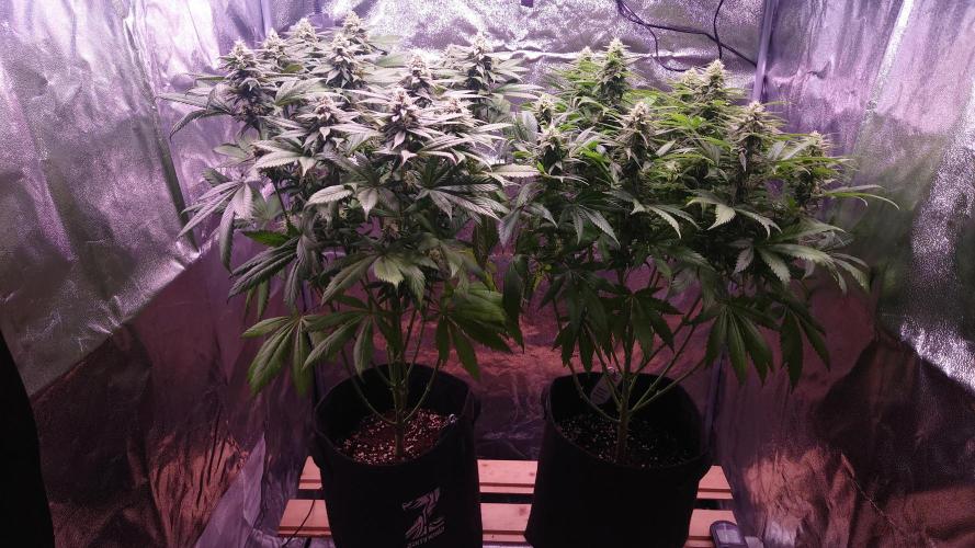 Zamnesia Mixed Grow Project. Week 12