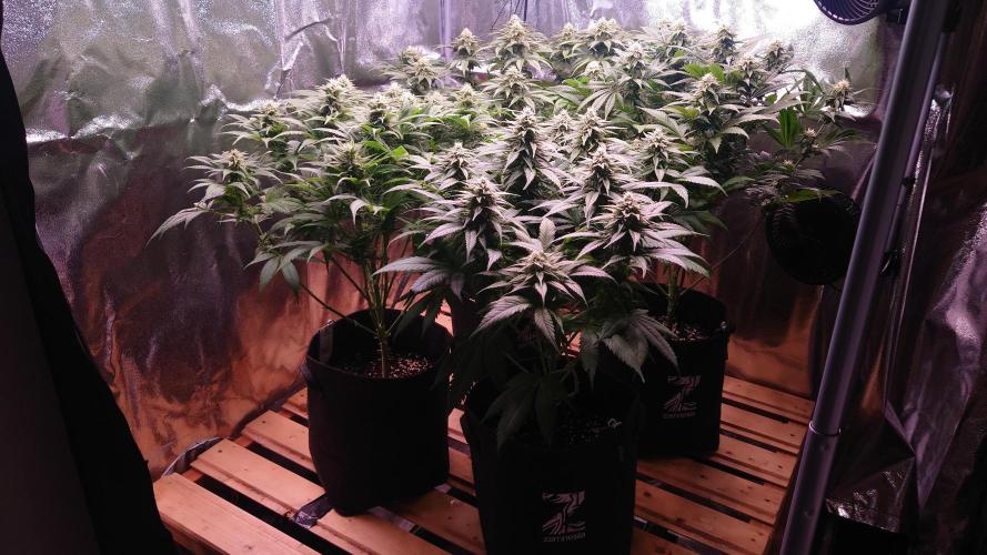 Zamnesia Mixed Grow Project. Week 12