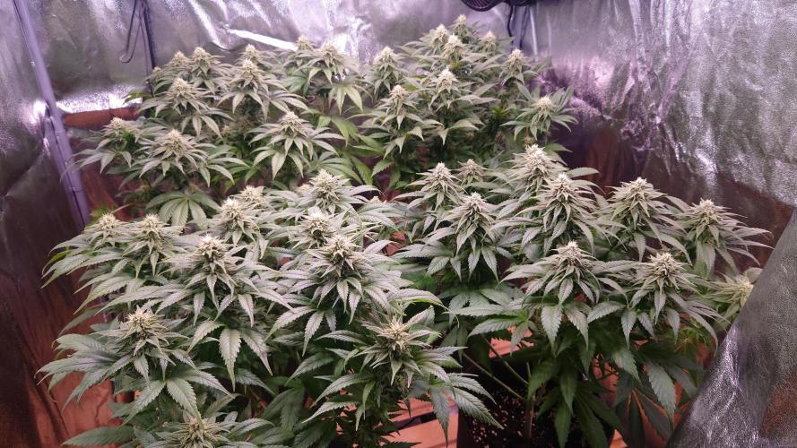 Zamnesia Mixed Grow Project. Week 12